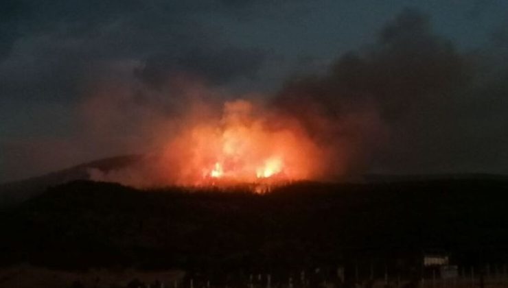 Manisa’da 3 yavru kedi fırça sapıyla öldürüldü! Feci anlar kamerada